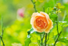 いつか冬はおわる