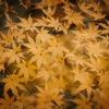 黄葉