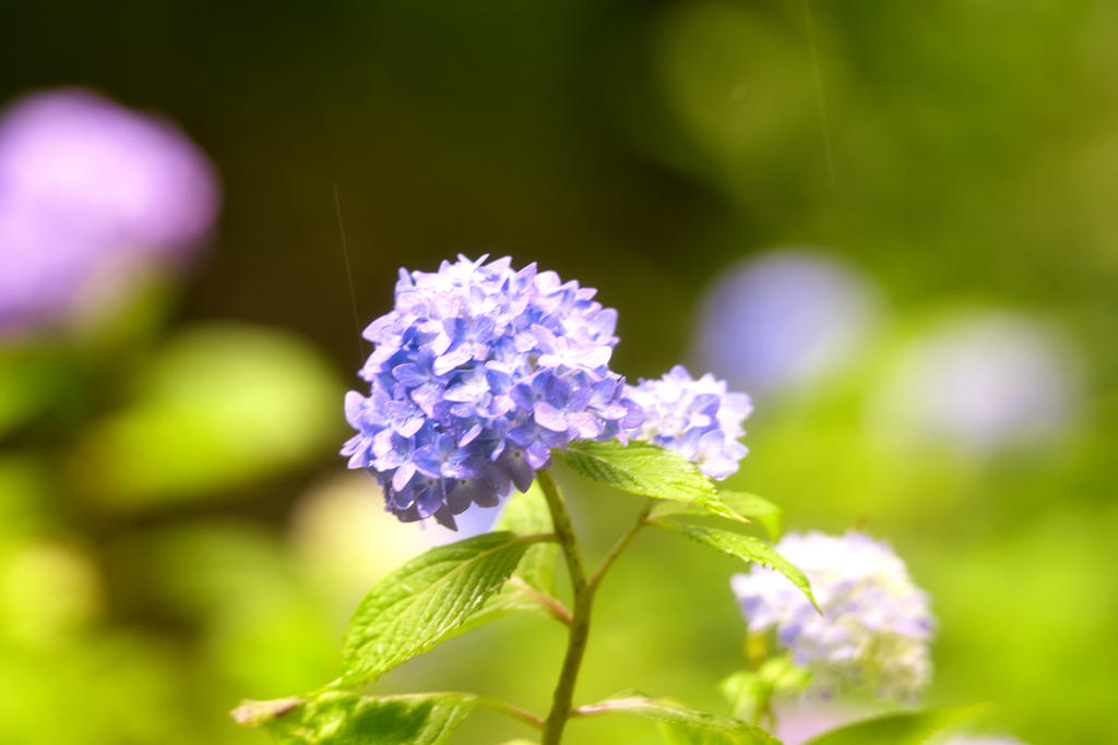 むらさきの紫陽花 by kaidanin （ID：13548237） - 写真共有サイト