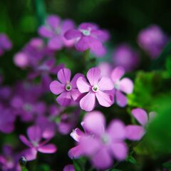 Petit Fleur 小さな花