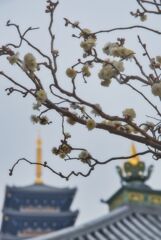 白梅と仏塔