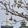 白梅と仏塔