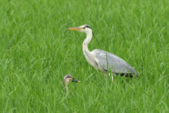 アオサギ＆マガモ　宝塚西谷