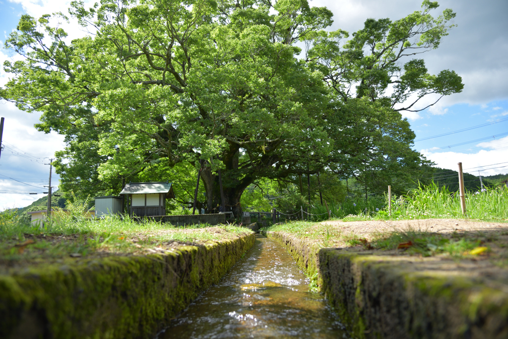 鎮守の森