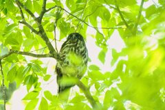 ひなを見守る　アオバズク父