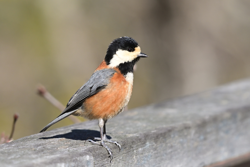 おすまし　ヤマガラさん