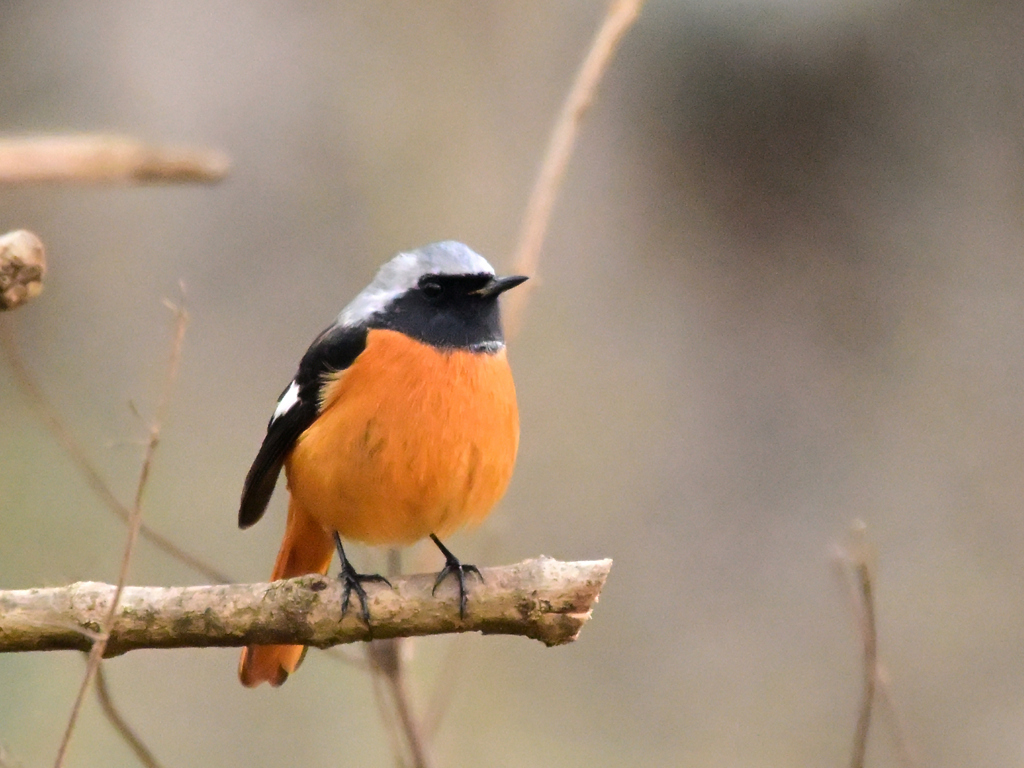 枝の上　ジョウビタキ
