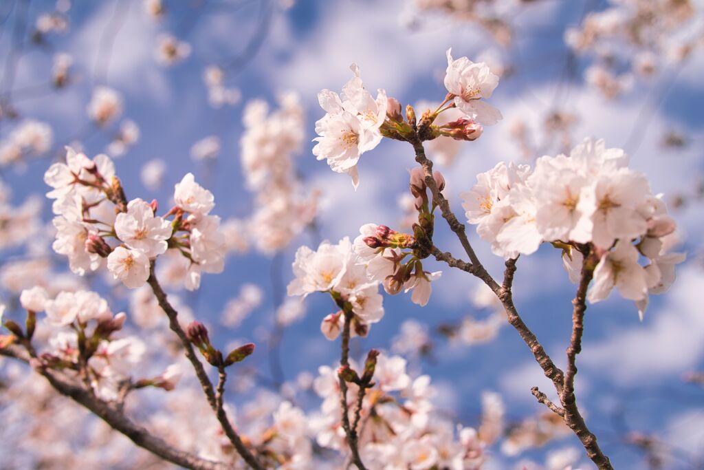 桜　中山観音