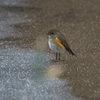 ここ、池だよね？