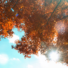 モミジの空