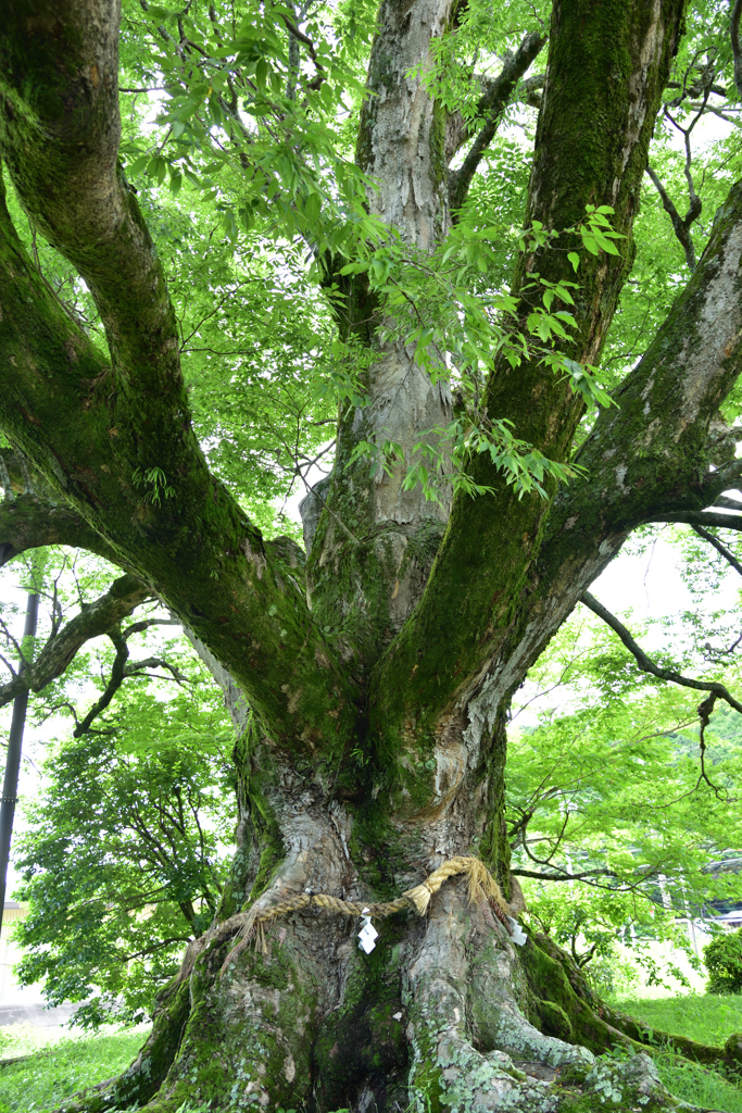鎮守の森