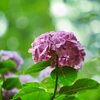 六甲の紫陽花