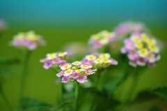 Petit Fleur ランタナ