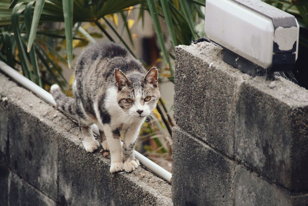路地の猫