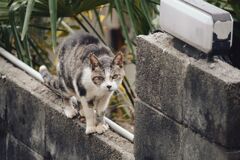 路地の猫