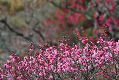 紅梅