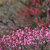 紅梅