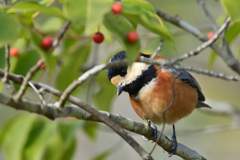 いっしょに遊ぼ！　ヤマガラさん