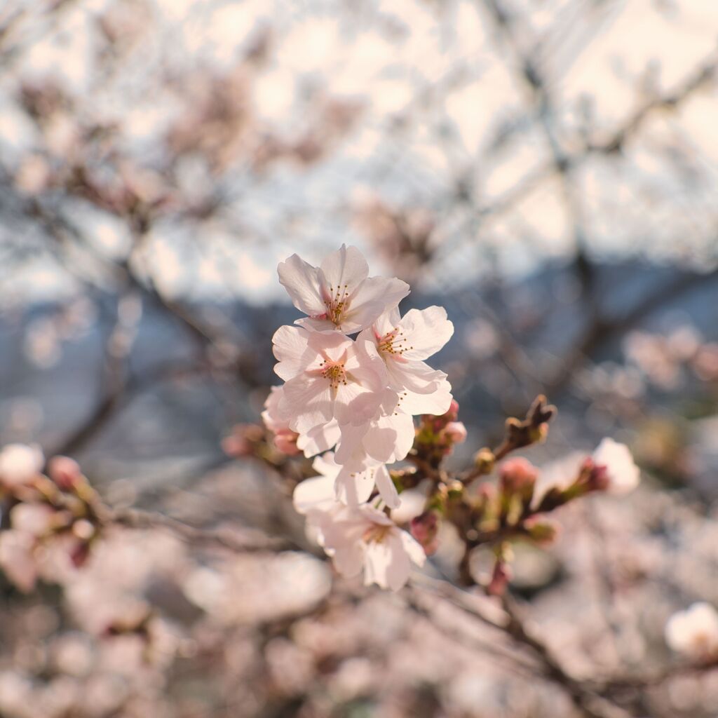 桜　中山観音