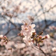 桜　中山観音