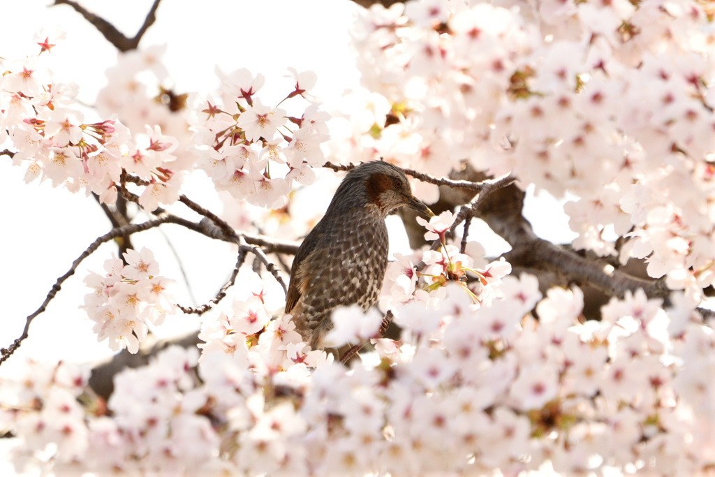 桜の蜜を吸いに…　②