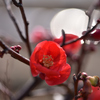 木瓜の花