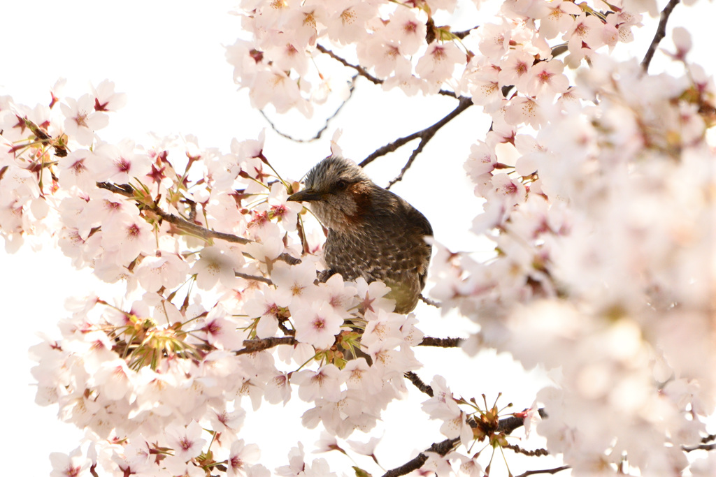 桜の蜜を吸いに…　①