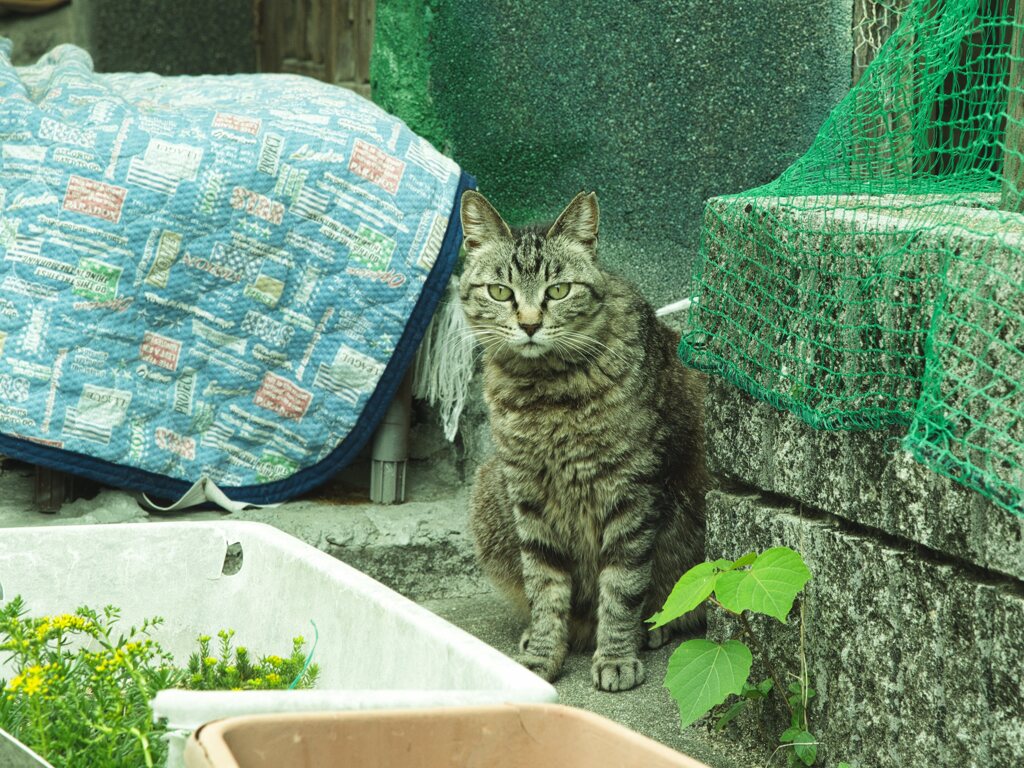 トラ