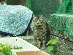 トラ
