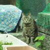 トラ