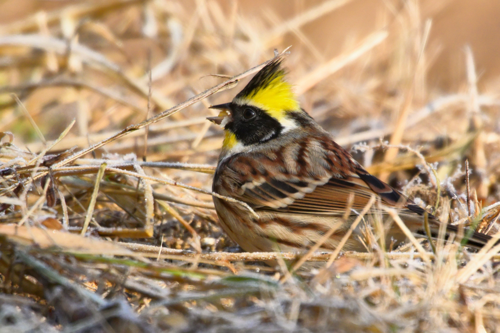 霜降　深山頬白