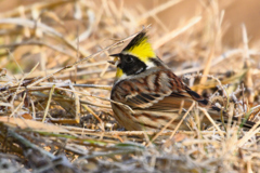 霜降　深山頬白