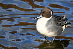 水辺の鳥　昆陽池