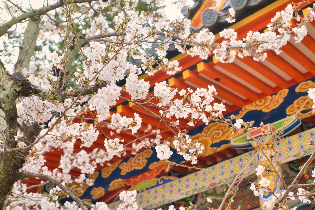桜　中山観音