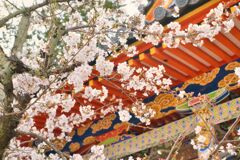 桜　中山観音