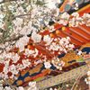 桜　中山観音