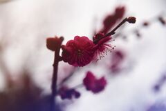 紅梅