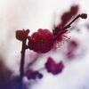 紅梅