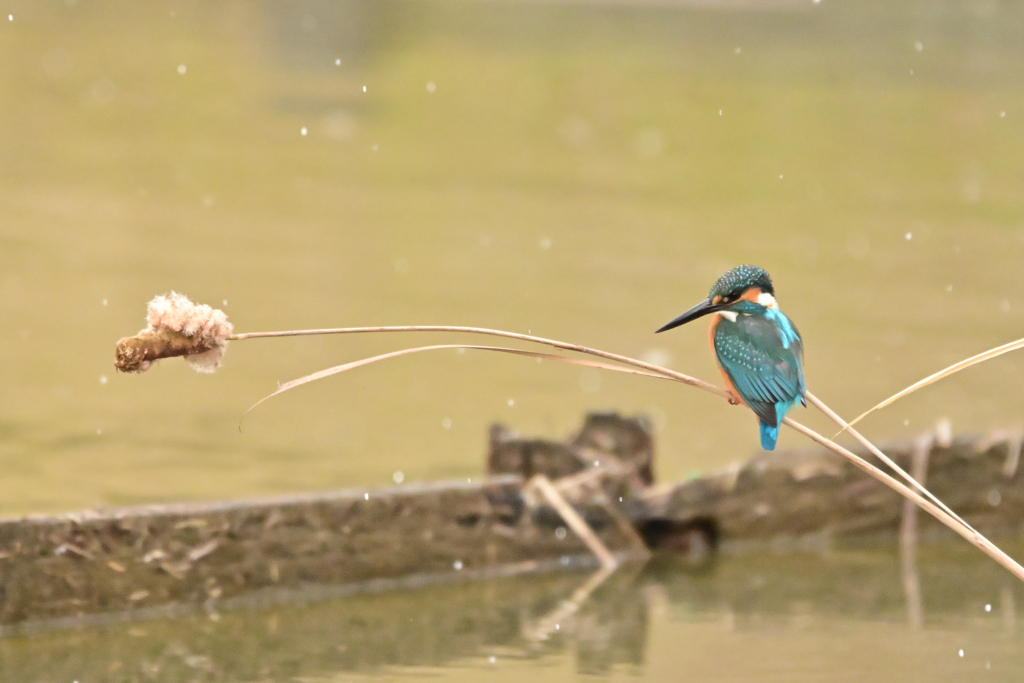 雪あられ　翡翠