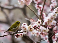 す、吸い放題や～　メジロさん