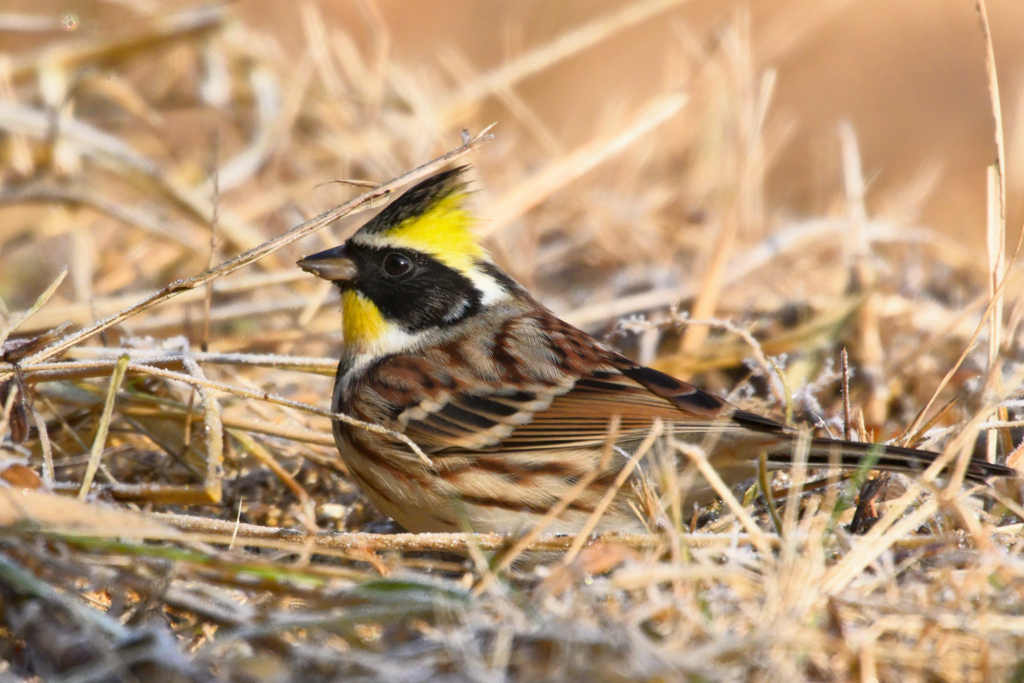 霜降　深山頬白