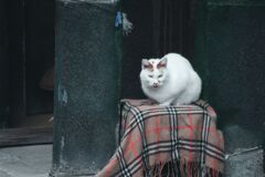 路地の猫