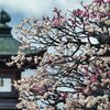 紅白梅　源平咲き