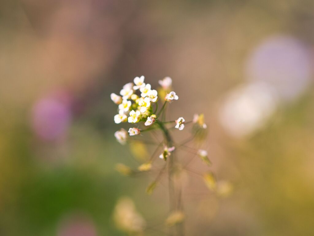 ナズナ　宝塚西谷