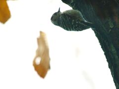 黙々とつつく　コゲラさん