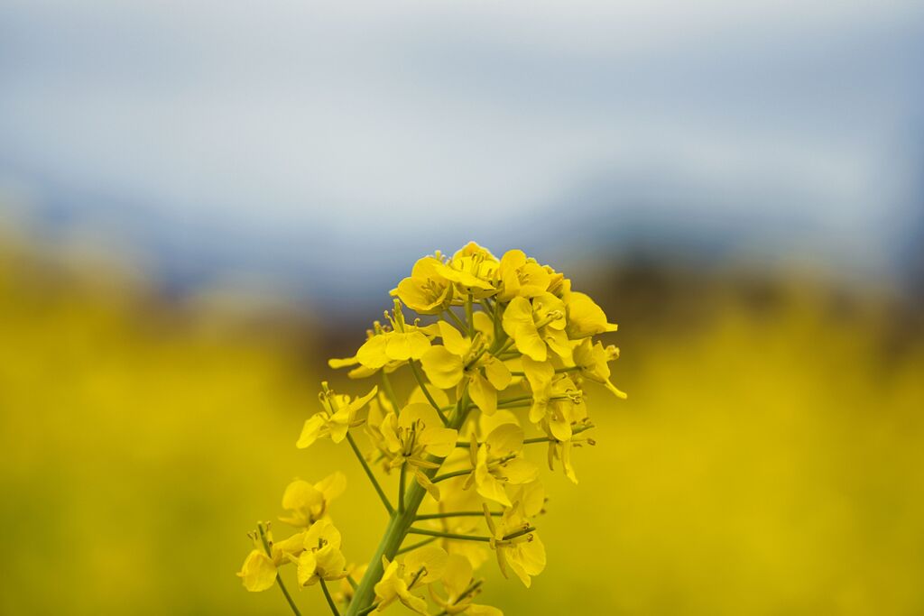 菜の花