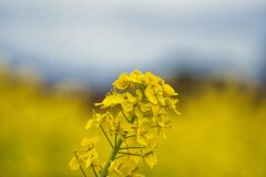 菜の花