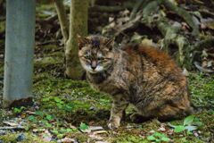 路地の猫