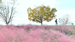 コキアの路 -ミチ-