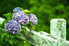 六甲の紫陽花